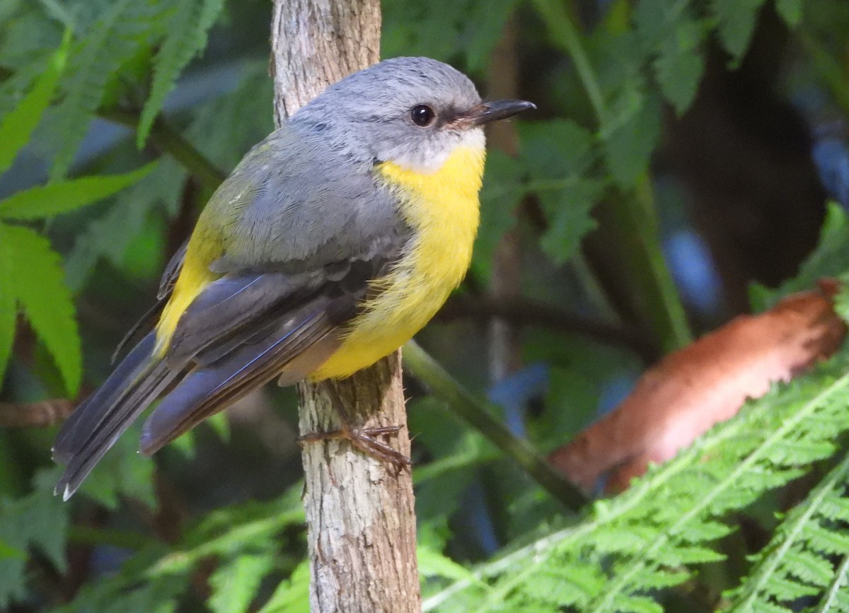 Eastern Yellow Robin - ML647737796