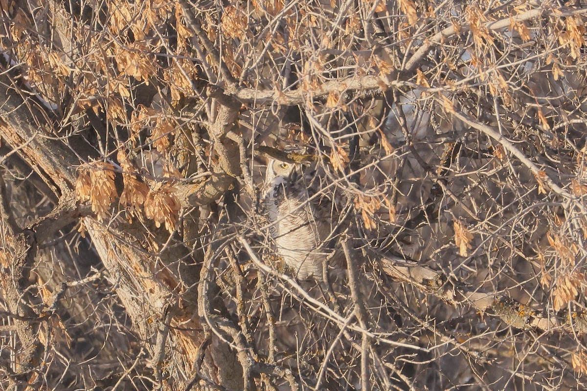 Great Horned Owl - ML647737815