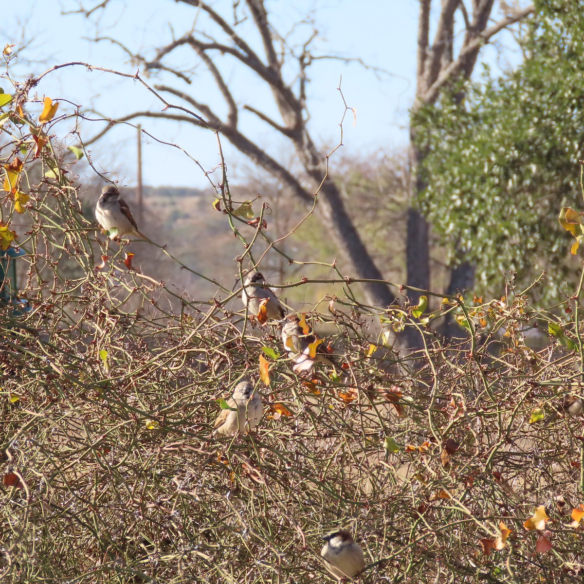 House Sparrow - ML647737819