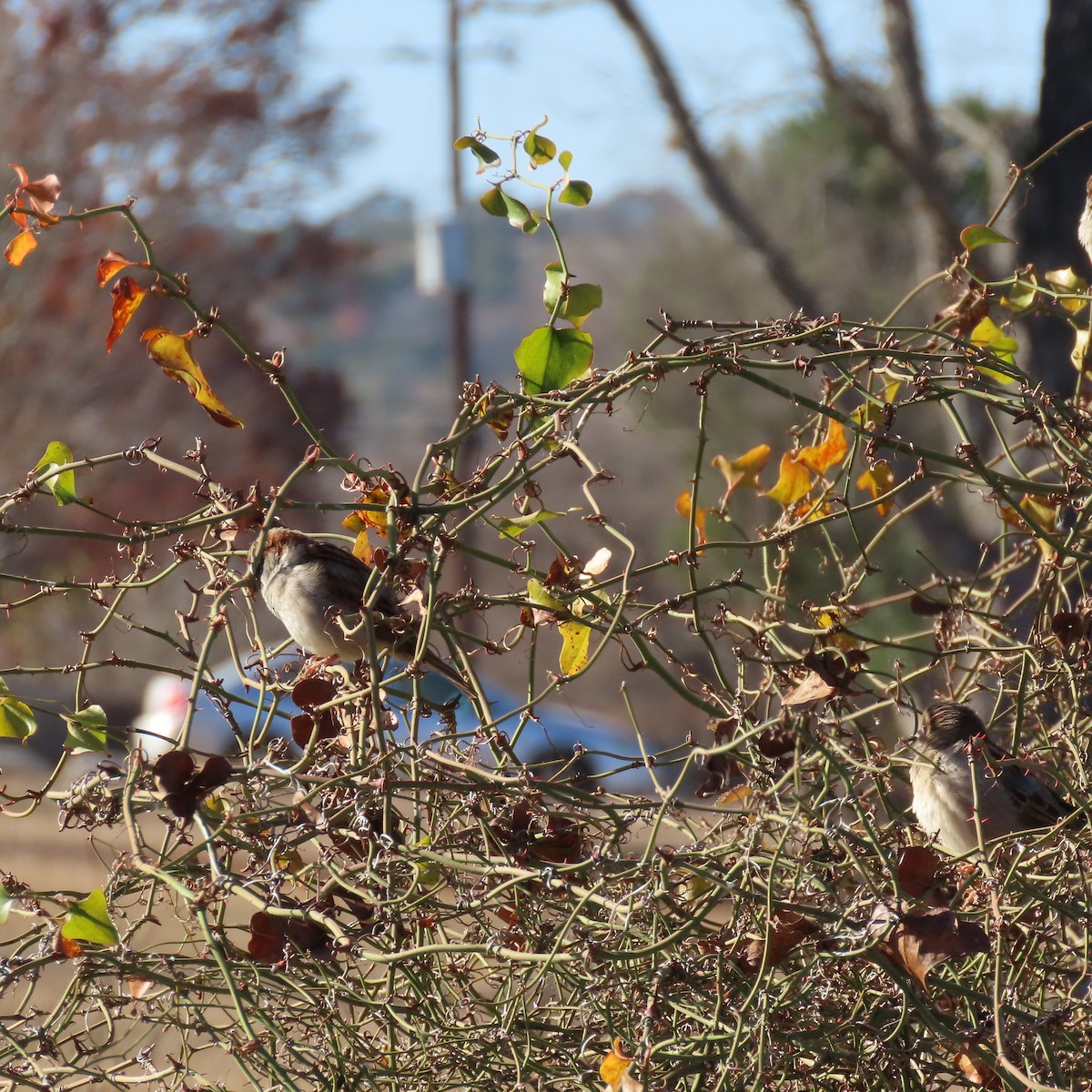 House Sparrow - ML647737820