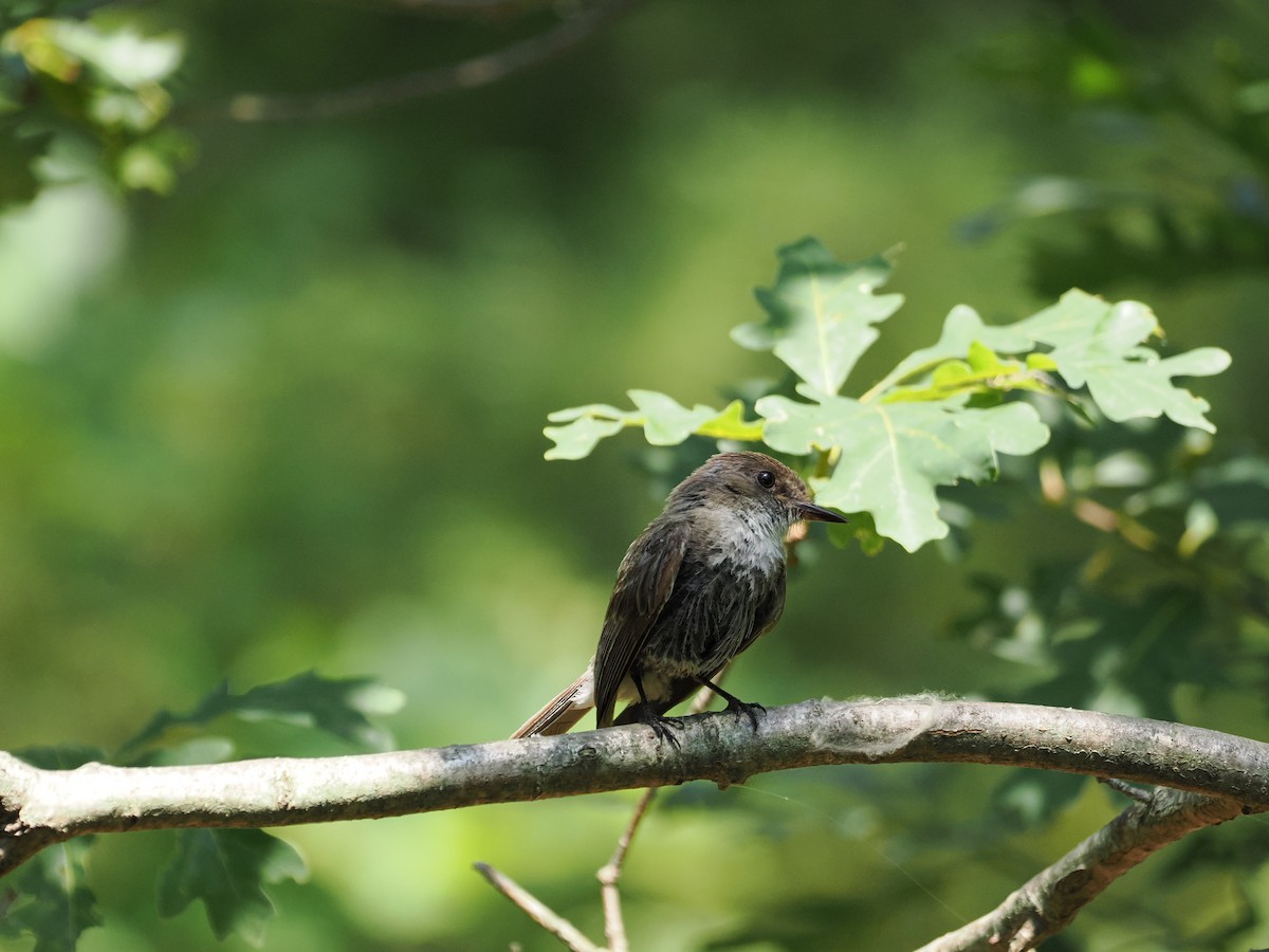 Eastern Phoebe - ML647737822