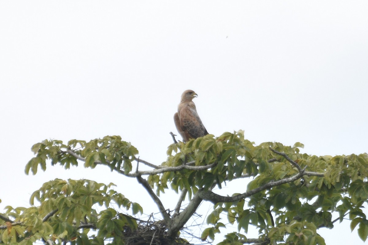 Otlak Şahini - ML647737823