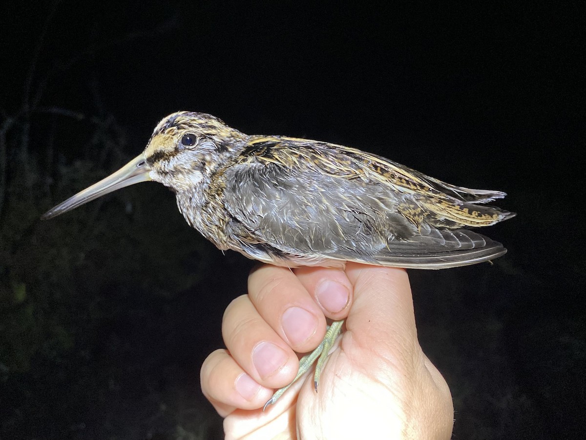 小鷸 - ML647737826