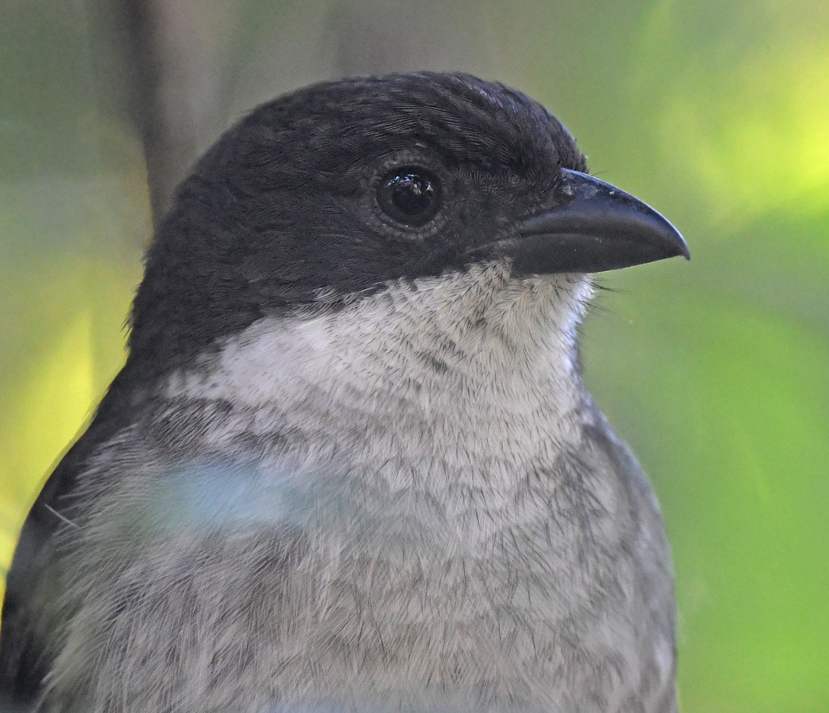 Puerto Rican Tanager - ML647737827