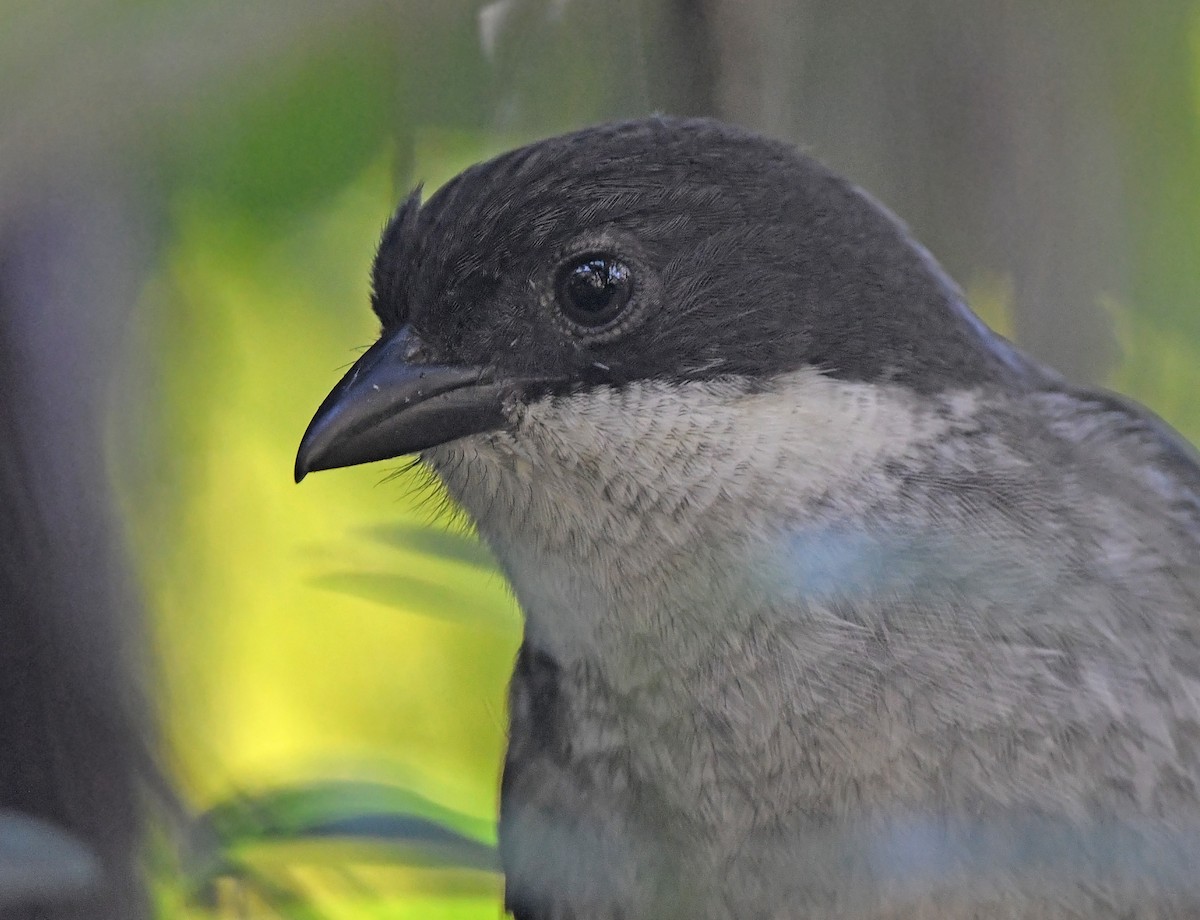 Puerto Rican Tanager - ML647737828