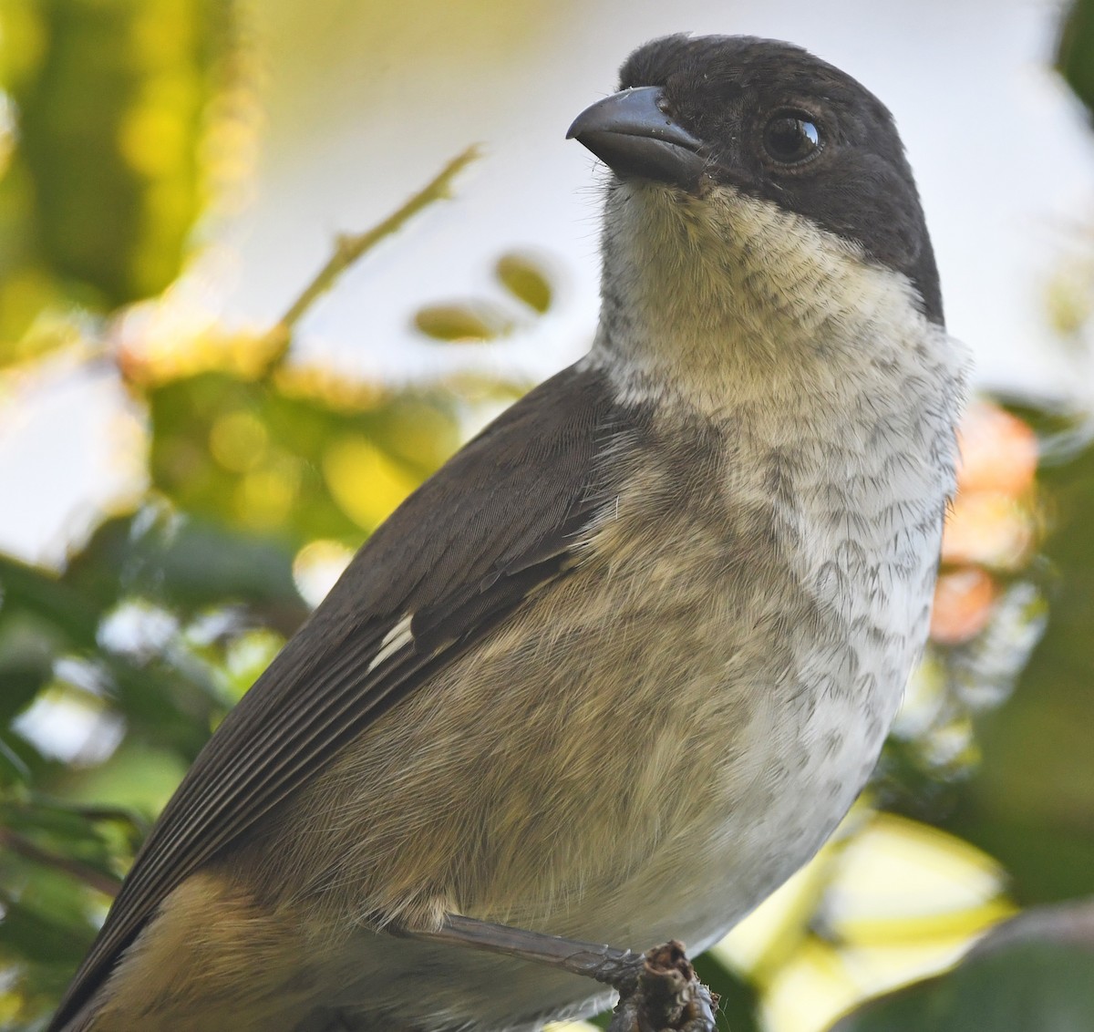 Puerto Rican Tanager - ML647737829