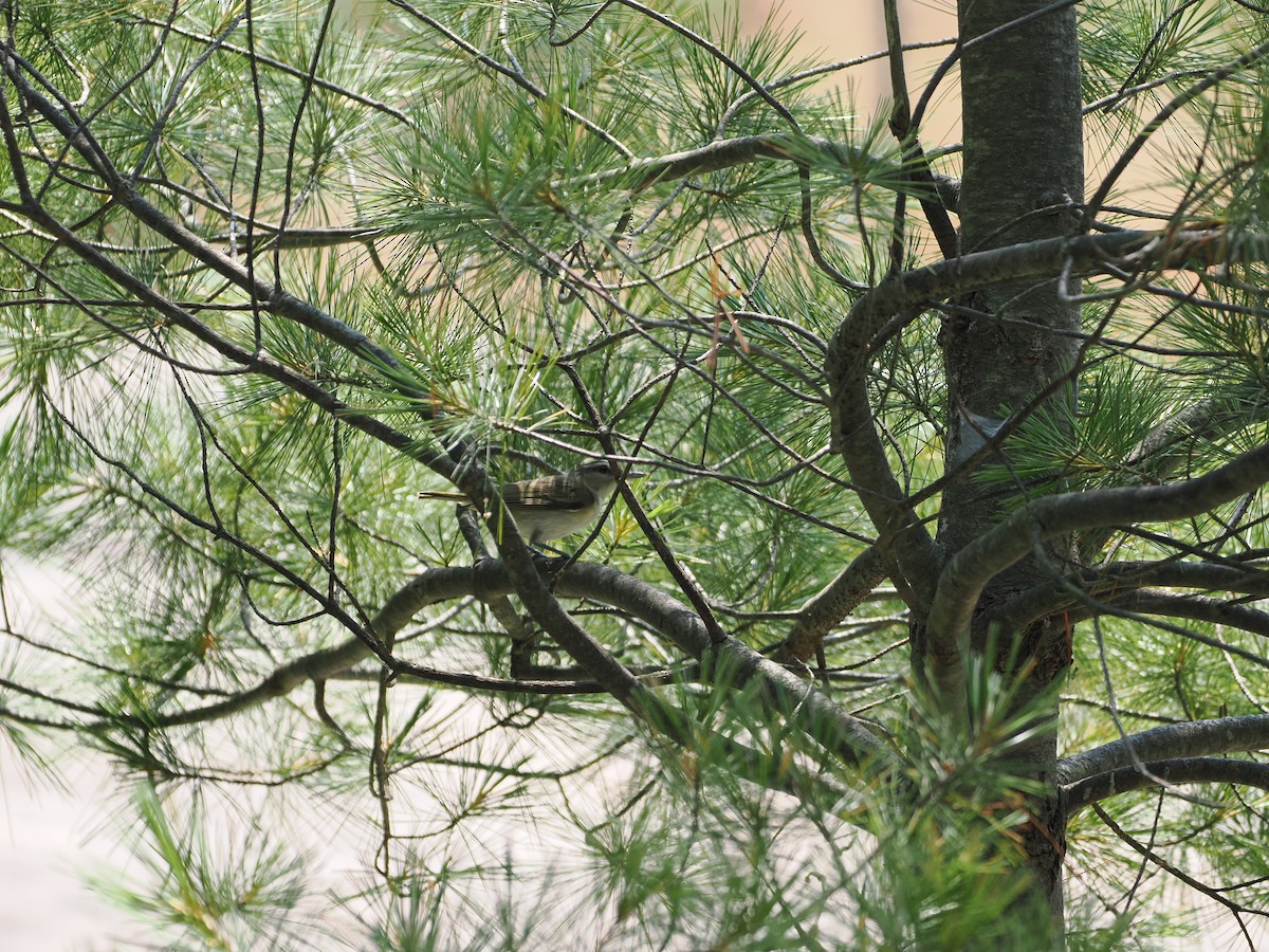 Красноглазый виреон - ML647737838