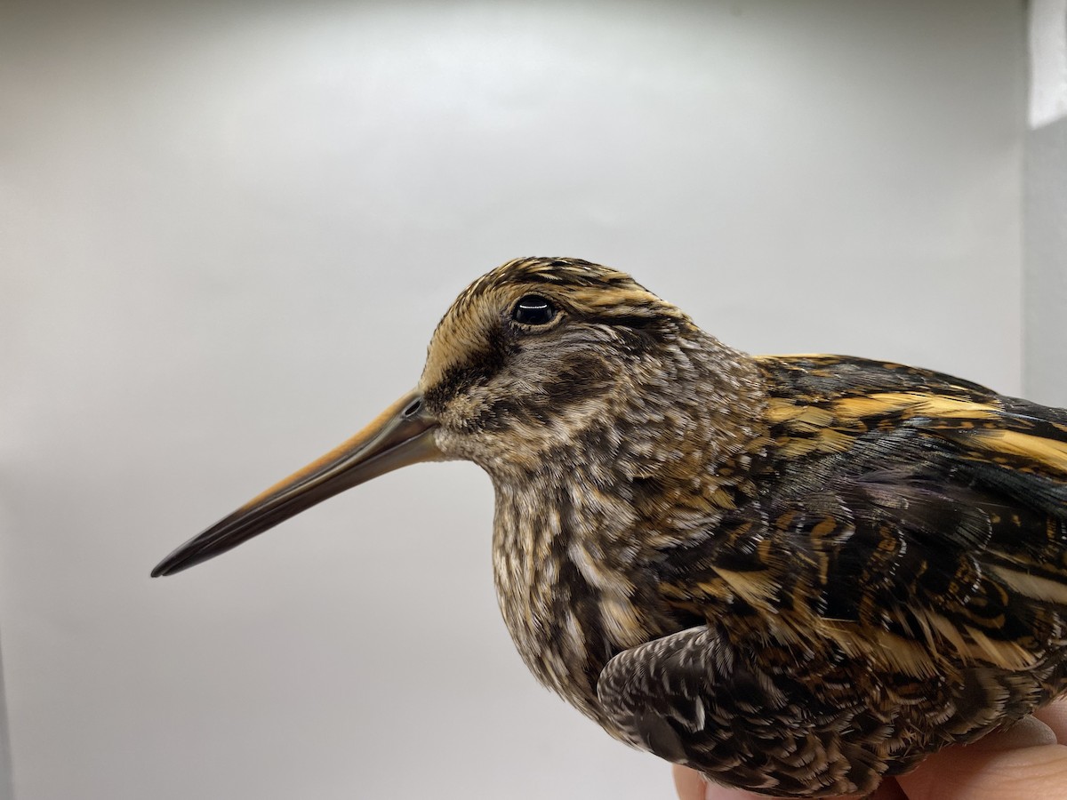 小鷸 - ML647737847