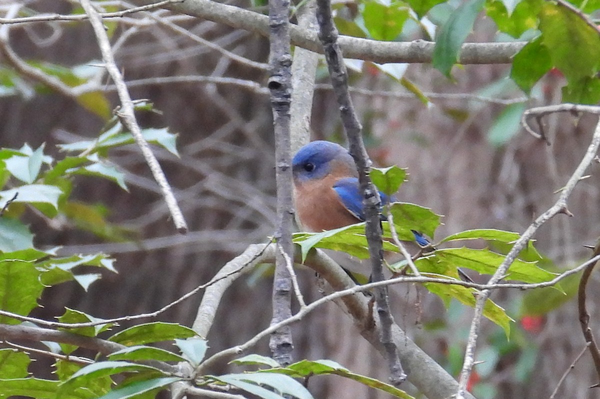 Azulejo Oriental - ML647737851