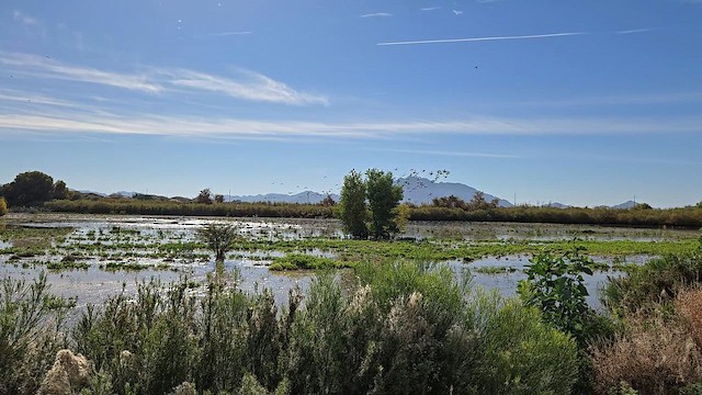 Свищ американський - ML647737855