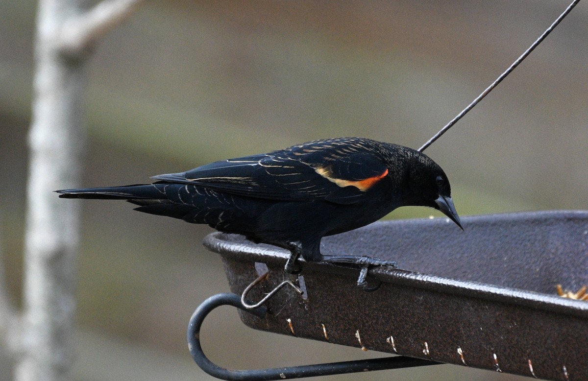 Red-winged Blackbird - ML647737857