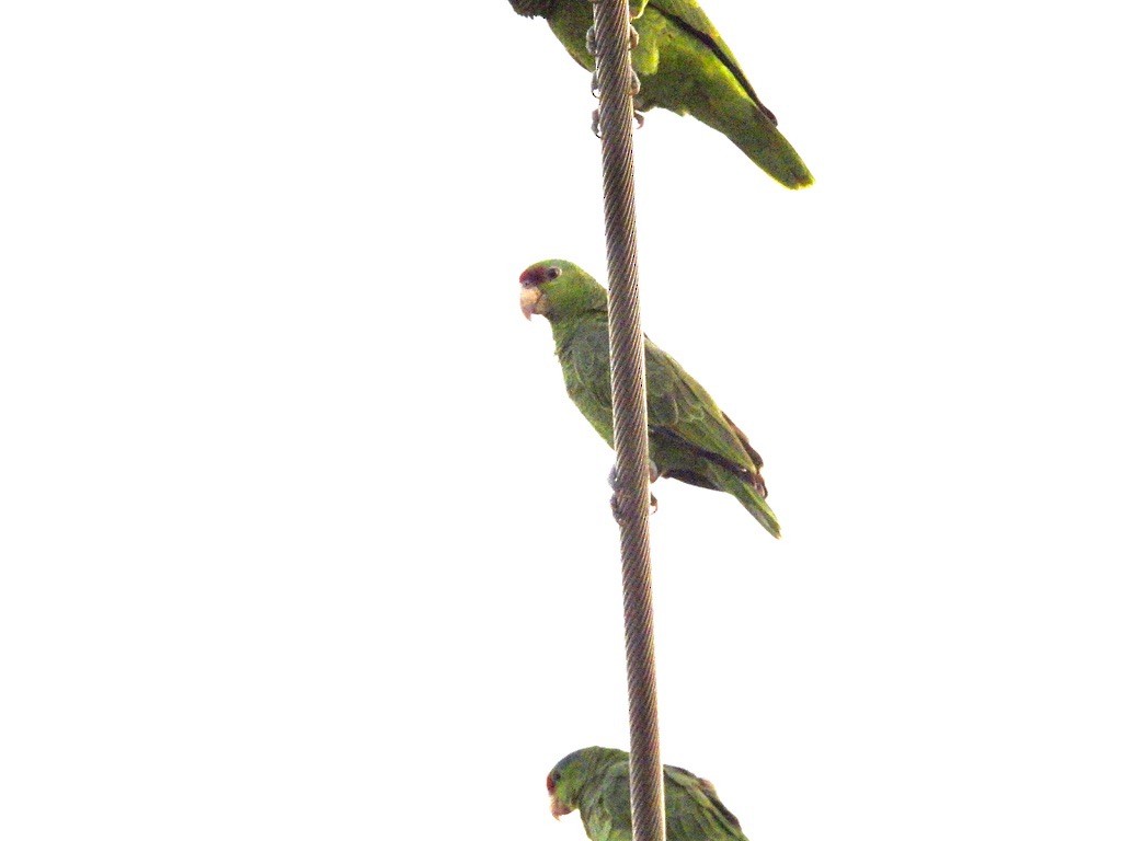 Lilac-crowned Amazon - ML647737861