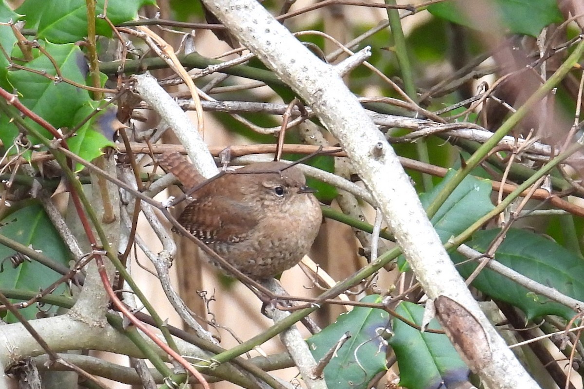 Winter Wren - ML647737869