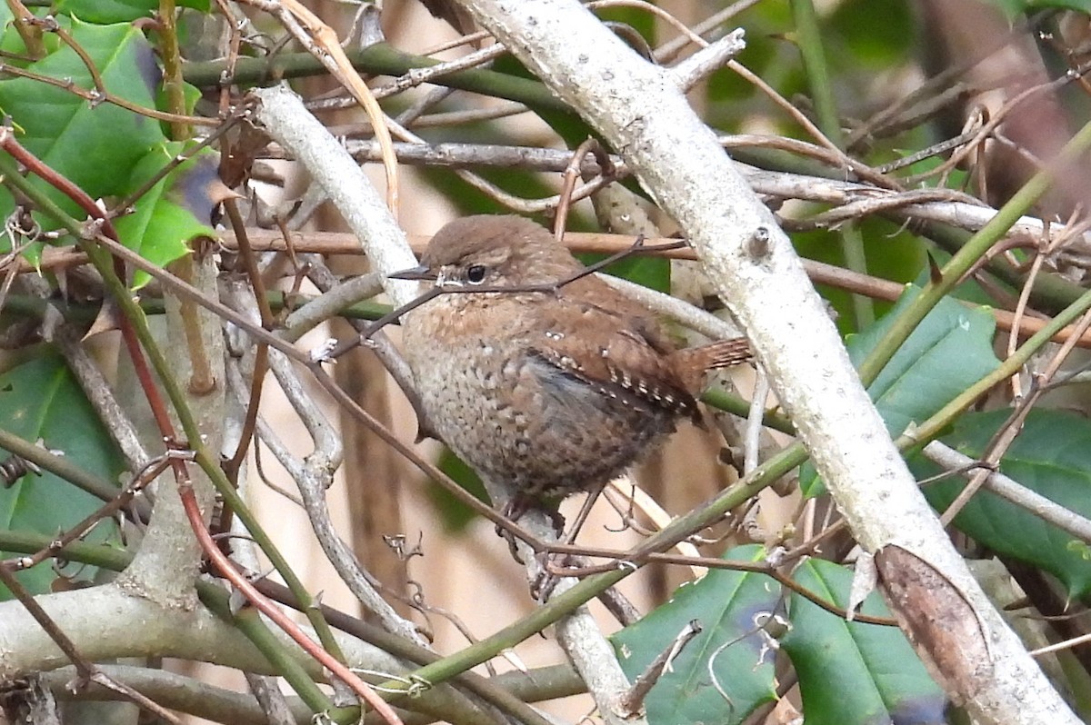Winter Wren - ML647737870