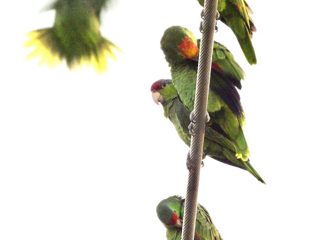 Lilac-crowned Amazon - ML647737873