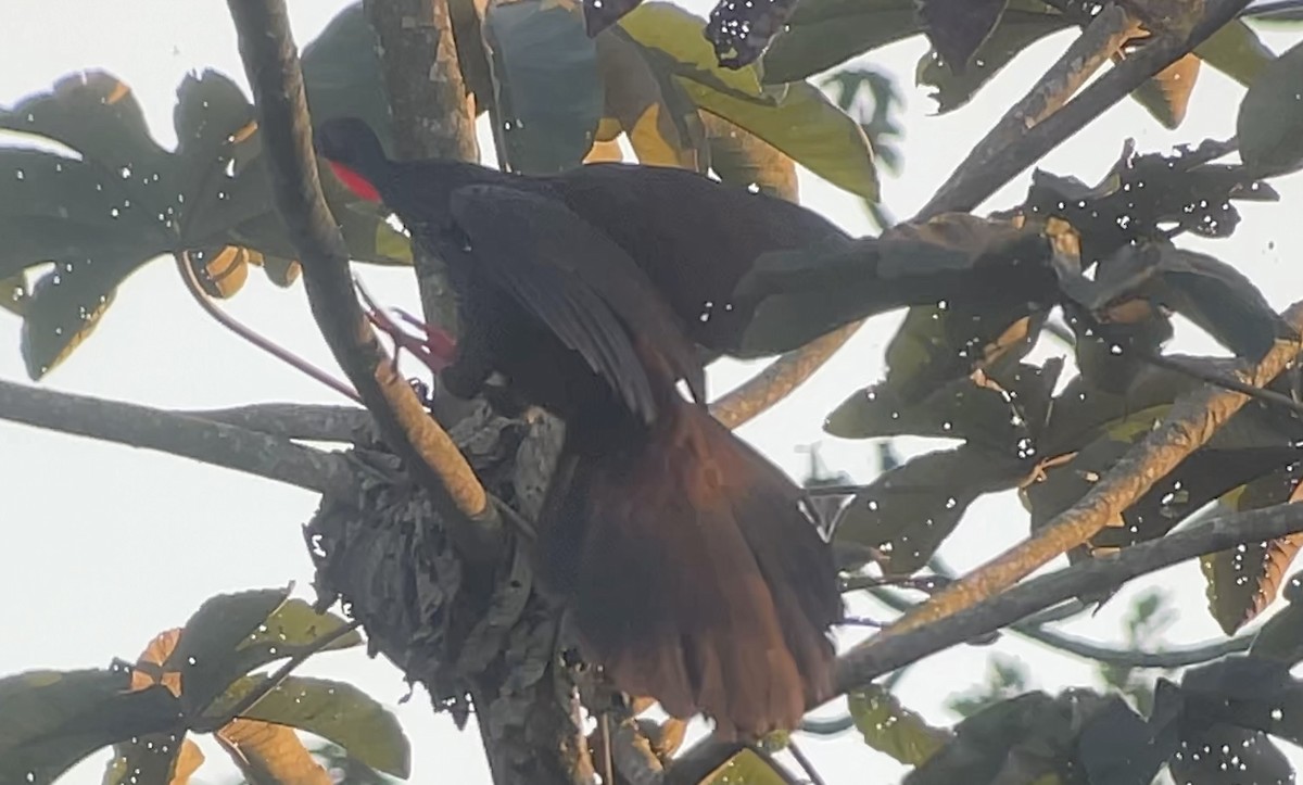 Cauca Guan - ML647737884