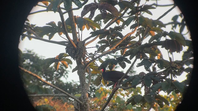 Пенелопа колумбійська - ML647737885