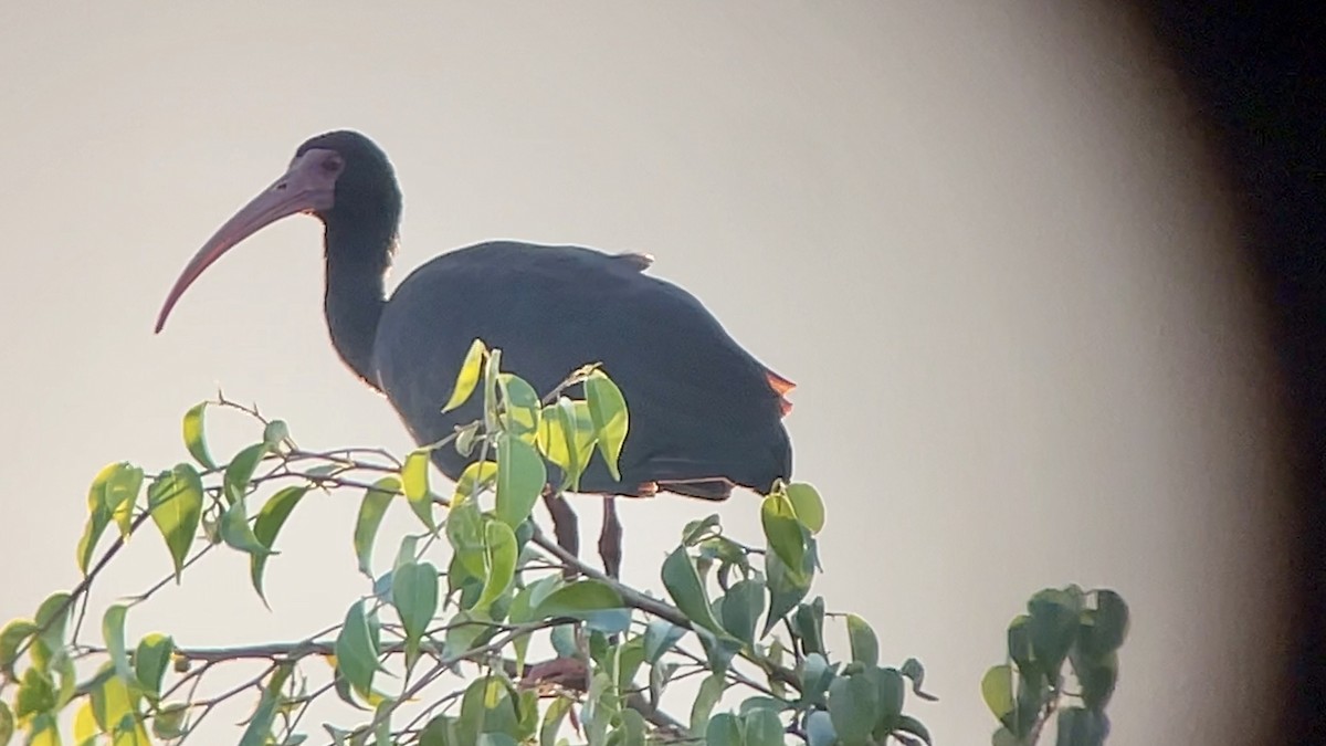 Bare-faced Ibis - ML647737895