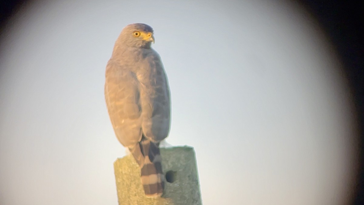 Roadside Hawk - ML647737897