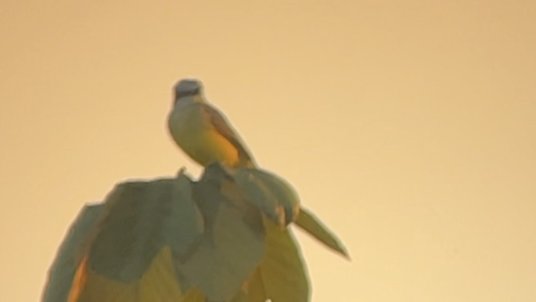 Tropical Kingbird - ML647737904