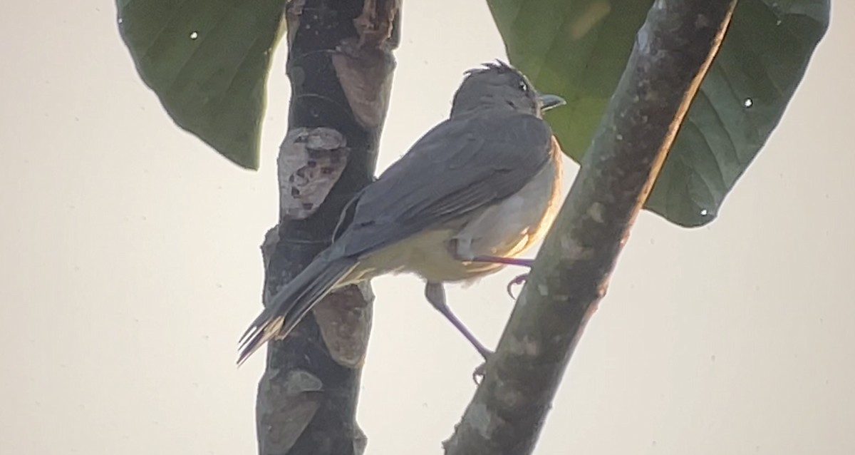 Black-billed Thrush - ML647737917