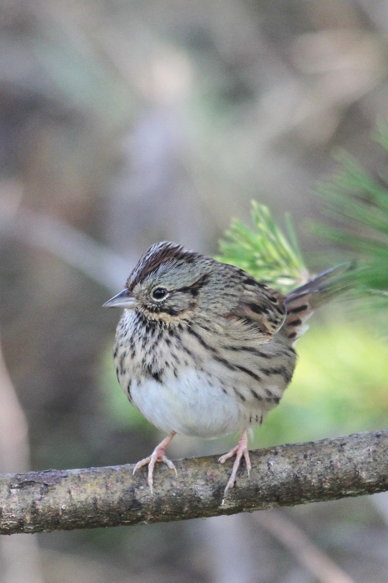 Lincoln's Sparrow - ML647737936
