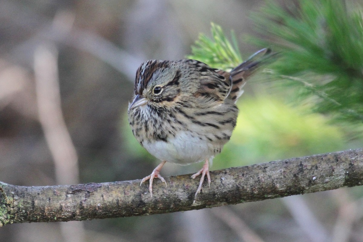 Lincoln's Sparrow - ML647737937