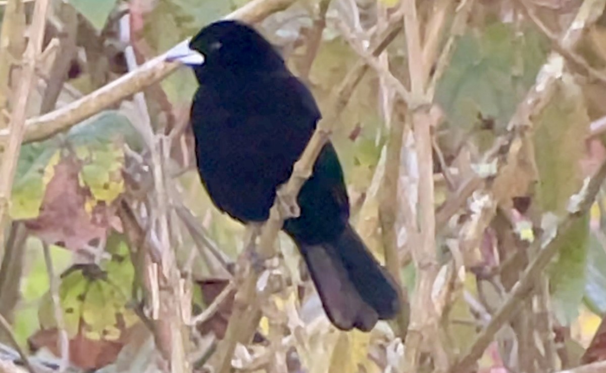 Flame-rumped Tanager - ML647737940