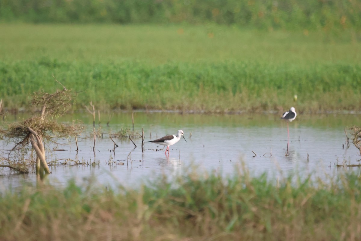 高蹺鴴 - ML647737952