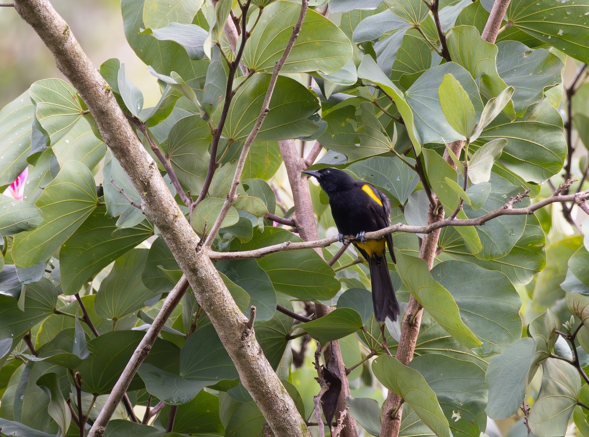 Porto Riko Turpiyali - ML647737954