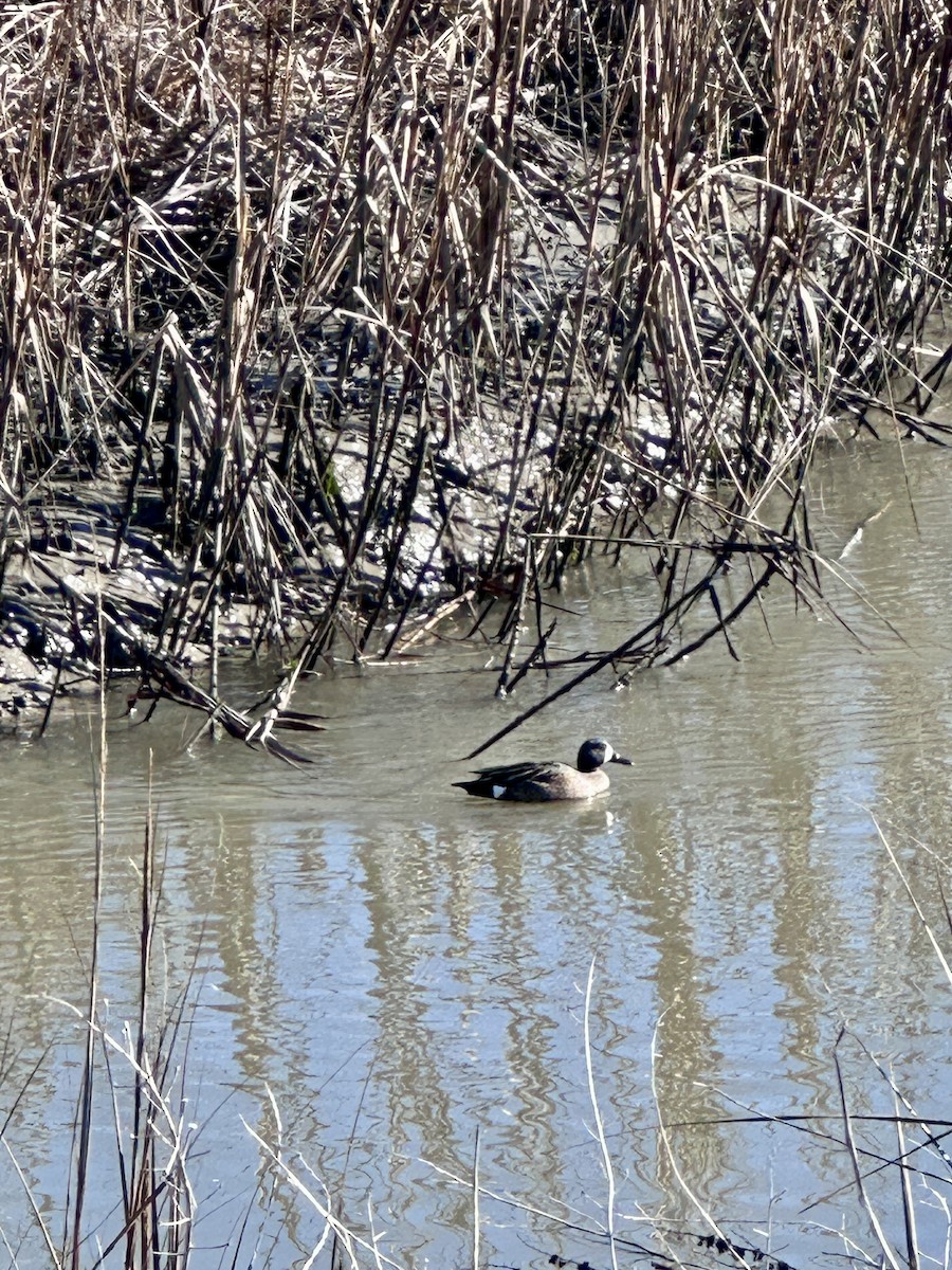 Blue-winged Teal - ML647737958