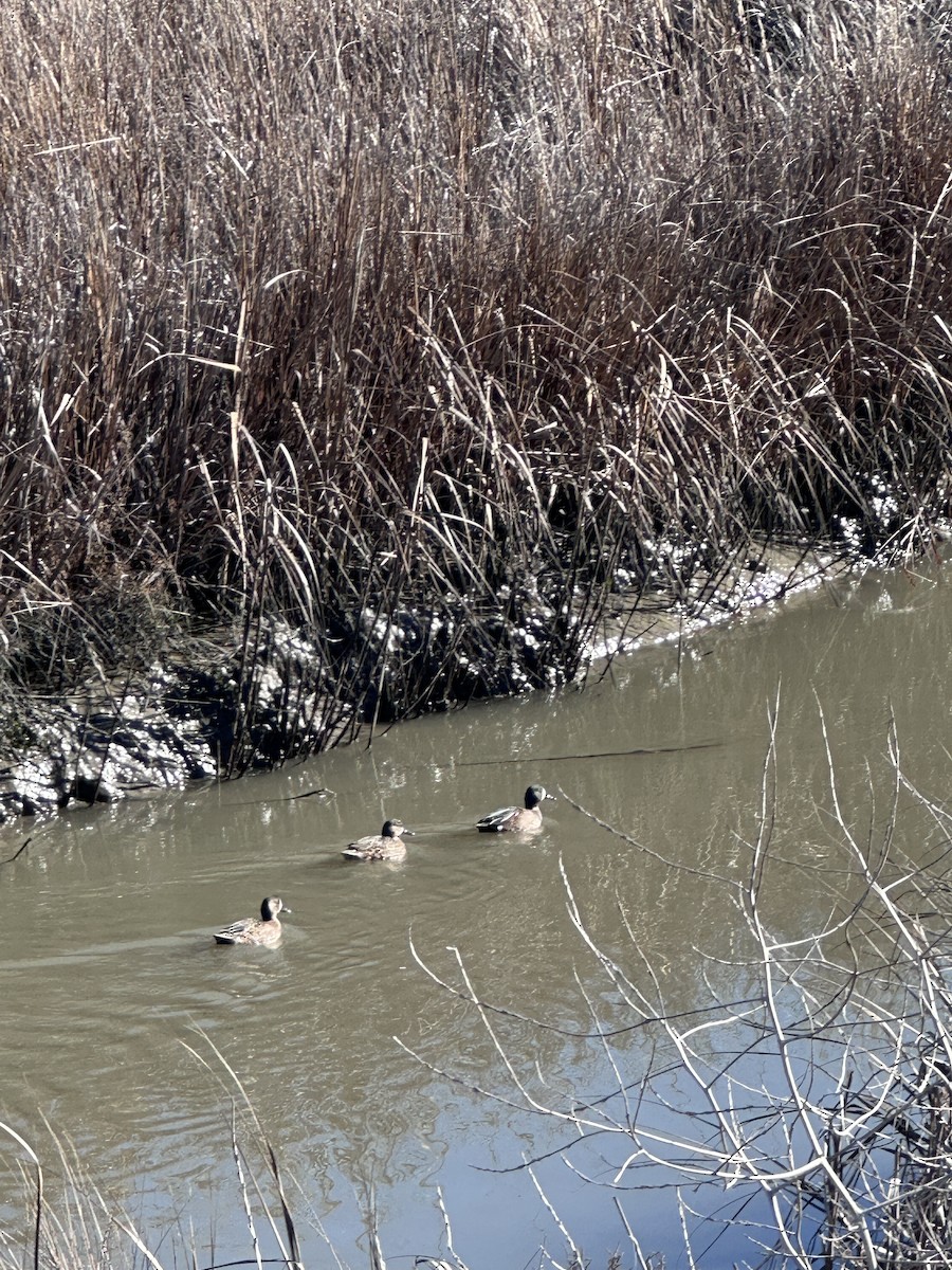 Blue-winged Teal - ML647737963