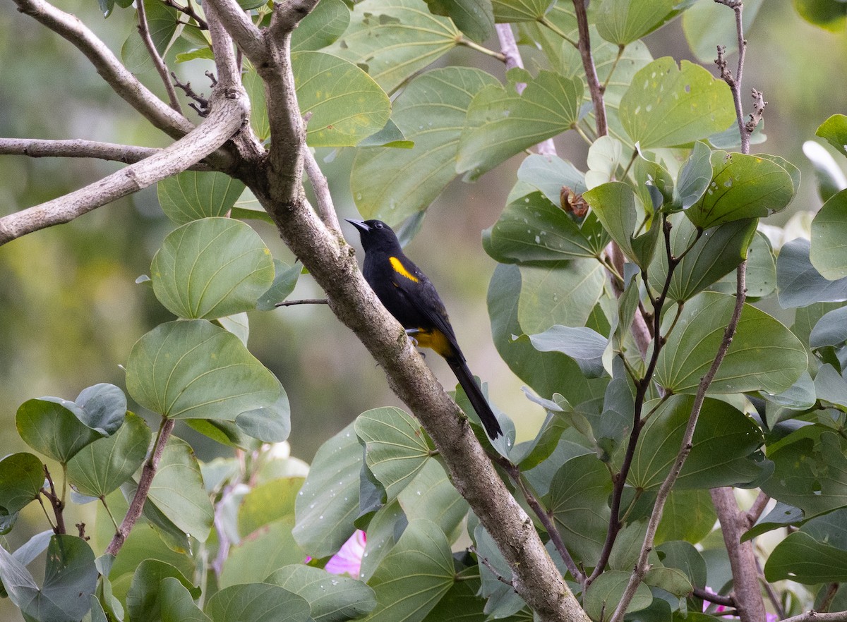 Porto Riko Turpiyali - ML647737965