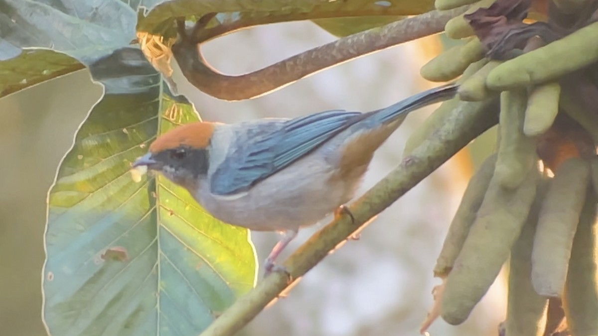 Scrub Tanager - ML647737967