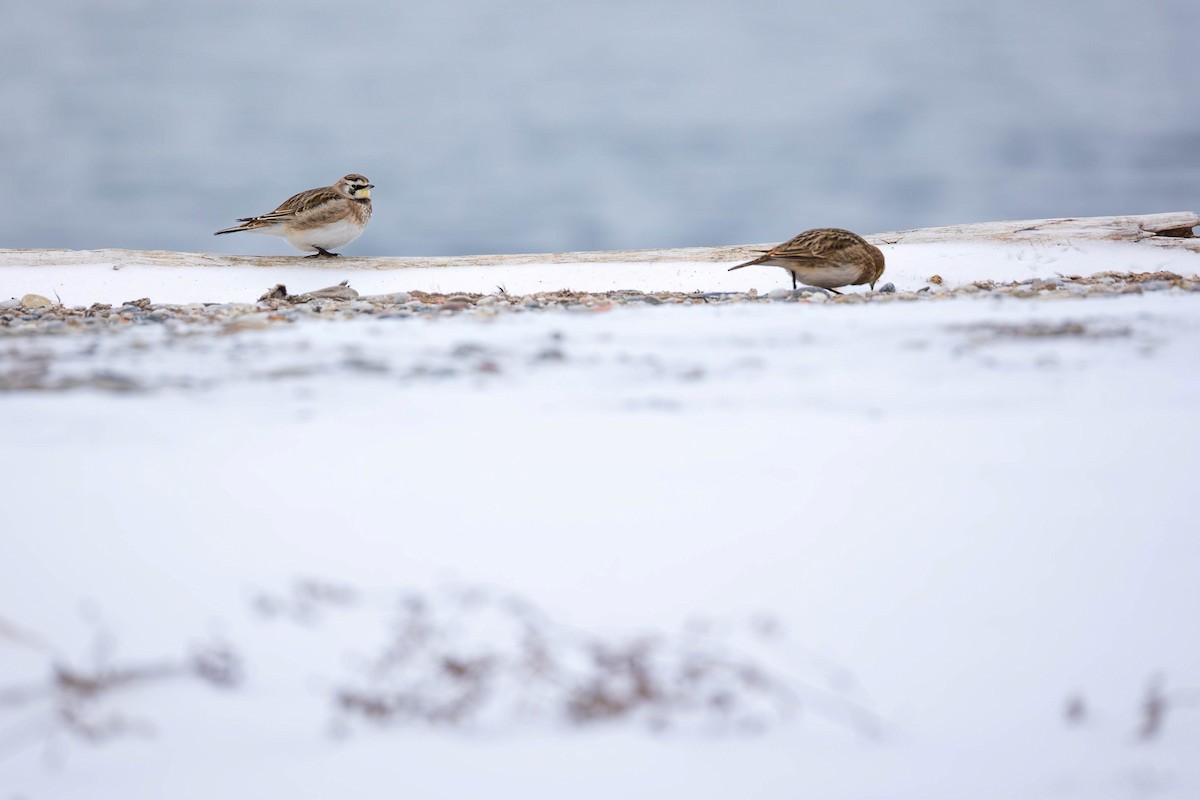 Horned Lark - ML647737968