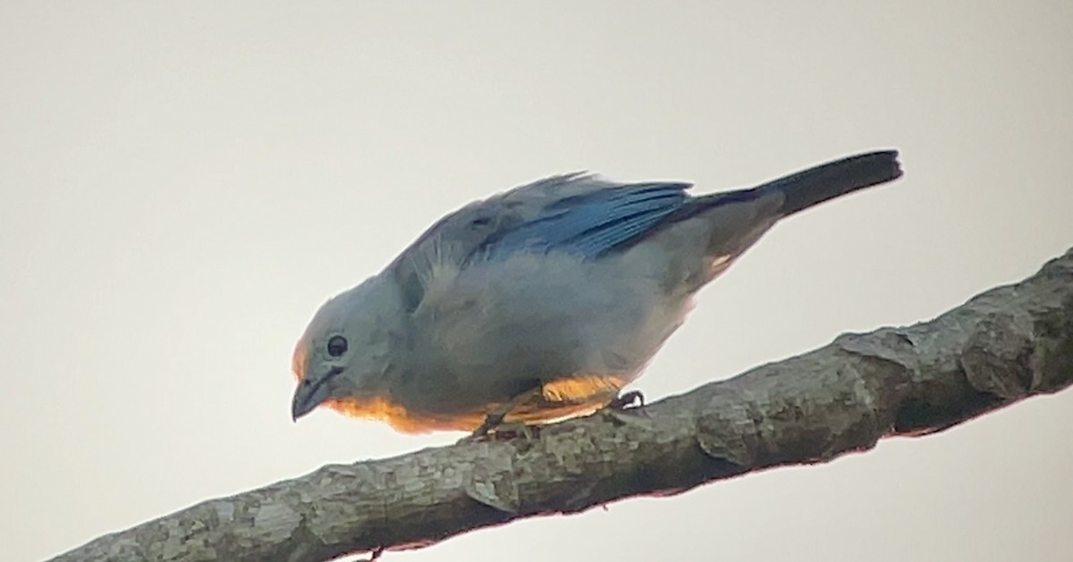 Blue-gray Tanager - ML647737971