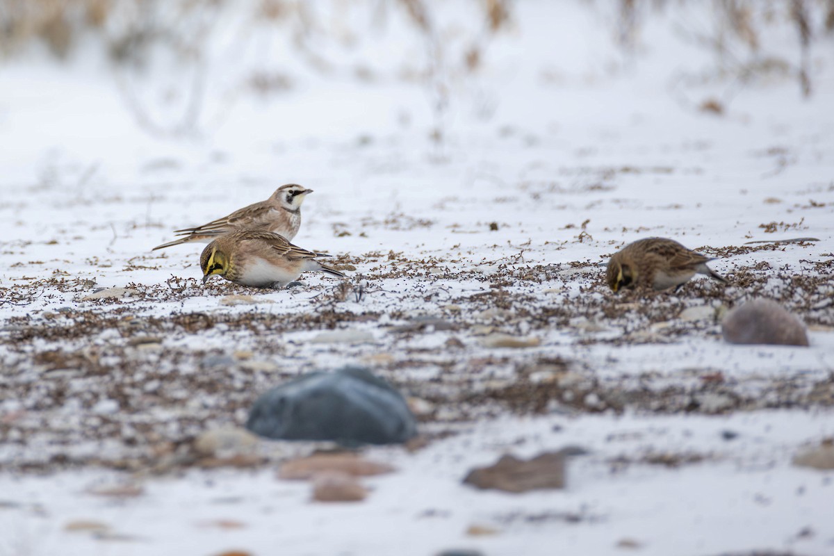 Horned Lark - ML647737974
