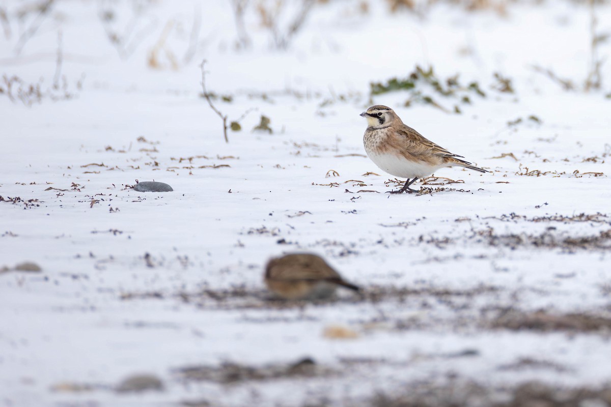 Horned Lark - ML647737978