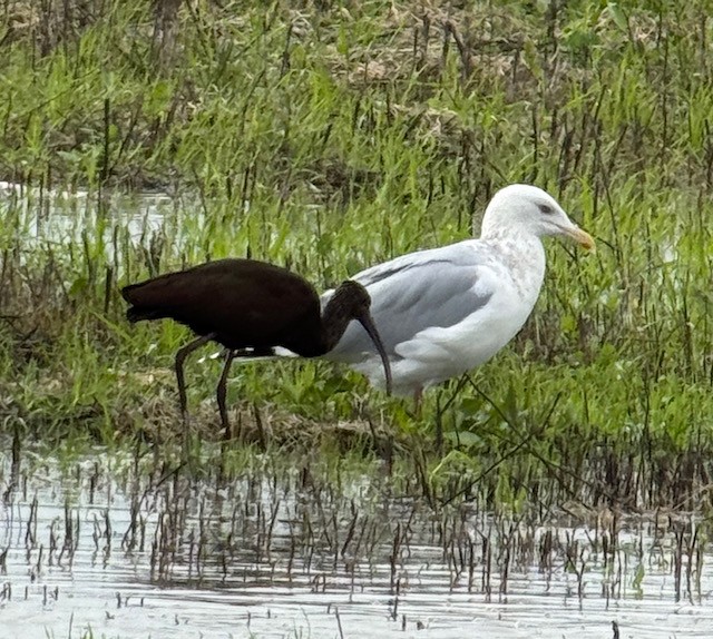 Beltzaran musuzuria - ML647737980