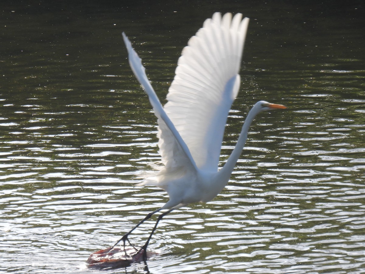 volavka bílá - ML647737983