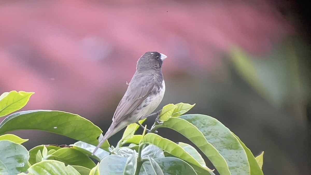 Yellow-bellied Seedeater - ML647737992