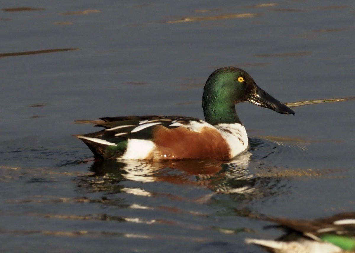 skjeand - ML647738000