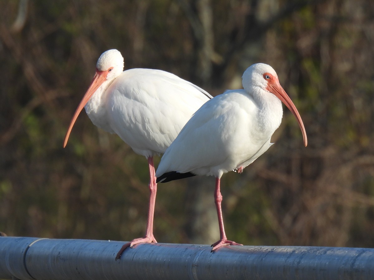 Corocoro Blanco - ML647738001