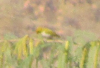 Indian White-eye - ML647738010
