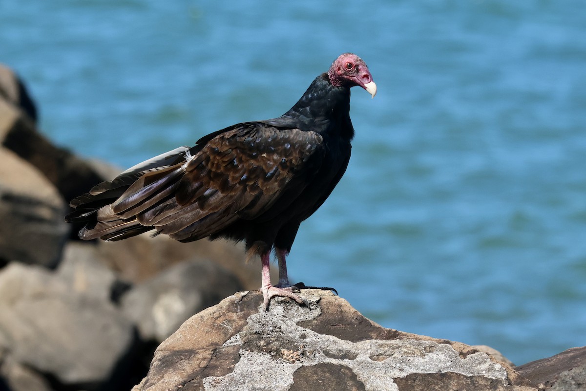 kondor krocanovitý - ML647738011