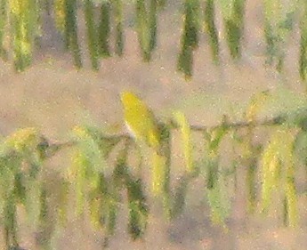 Indian White-eye - ML647738012