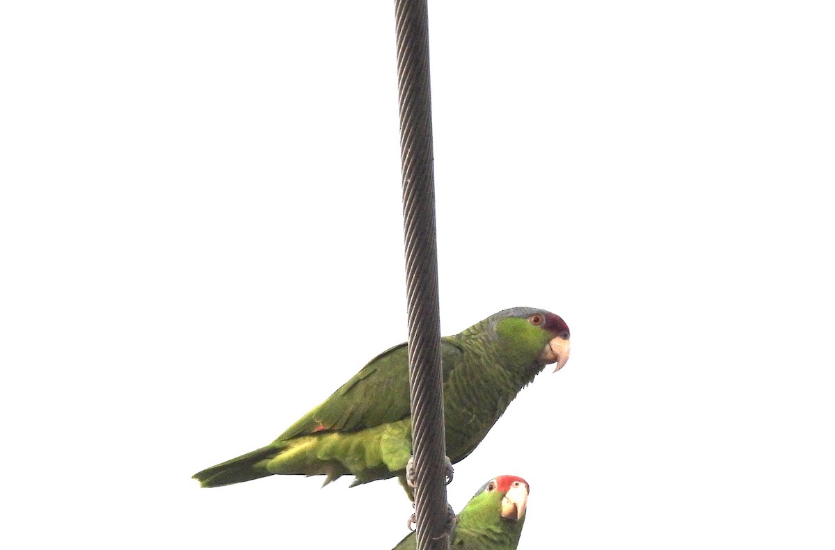 Lilac-crowned Amazon - ML647738045