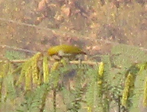 Indian White-eye - ML647738049