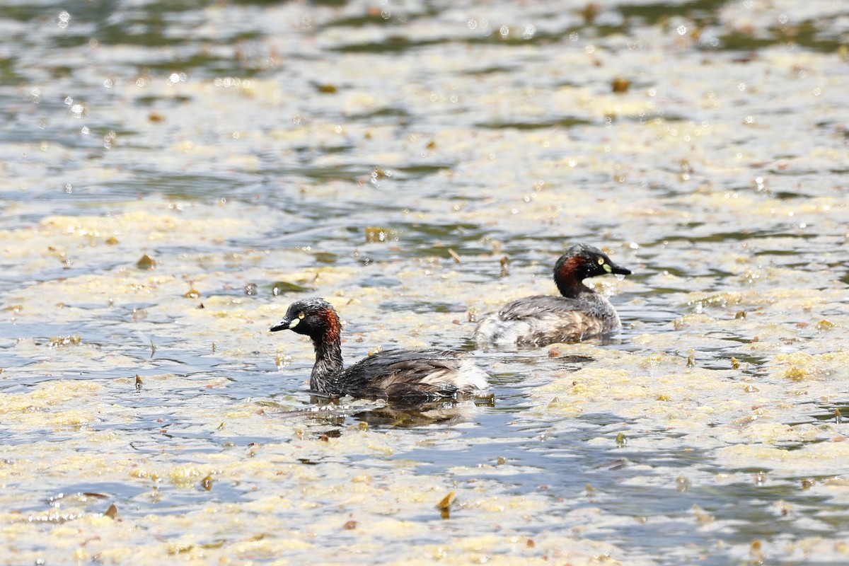 Australasian Grebe - ML647738098