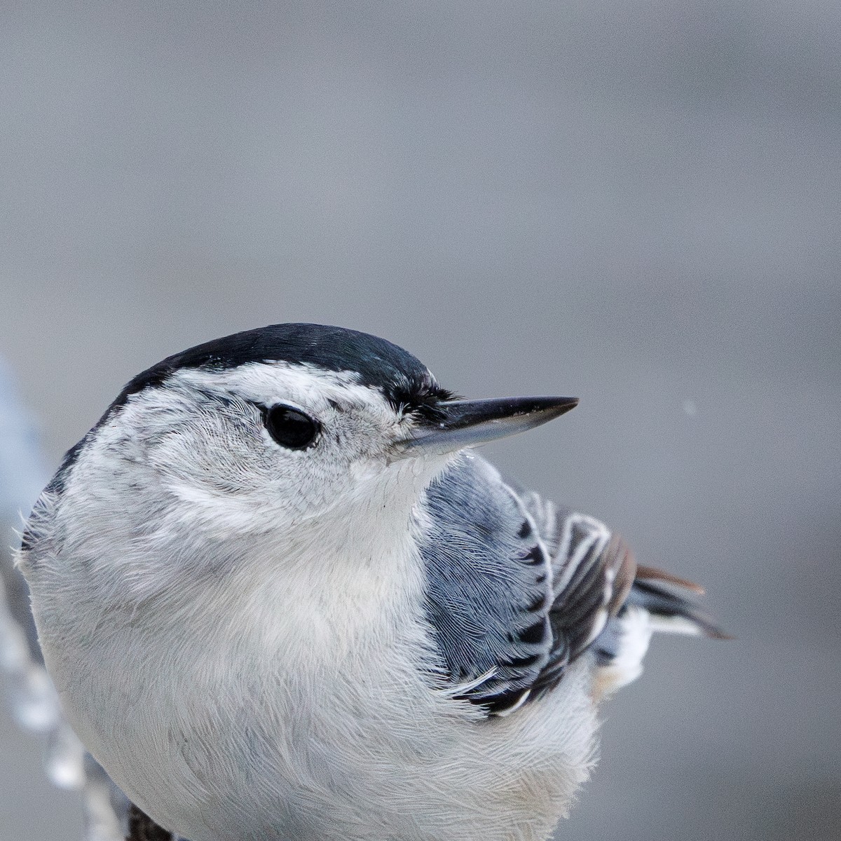 Sittelle à poitrine blanche - ML647738101